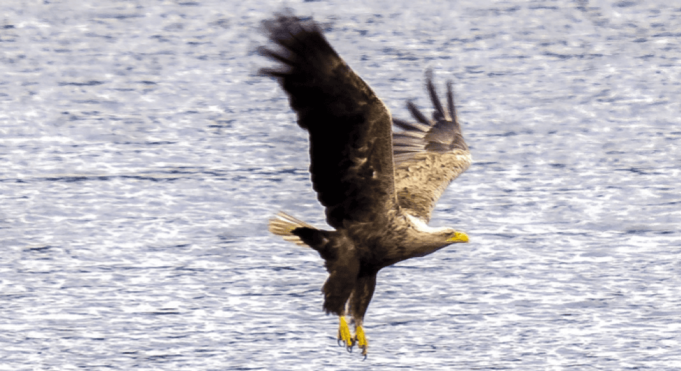 Aigle en vol — liberté d'être